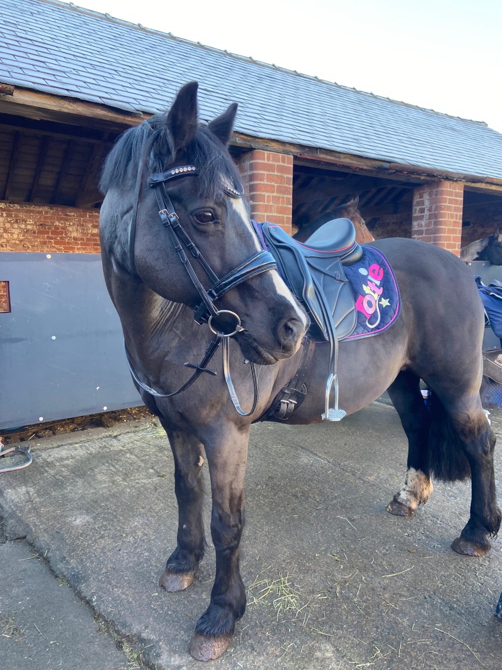 Winter Tips for Horse&nbsp;Owners